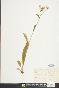 Sericocarpus asteroides image