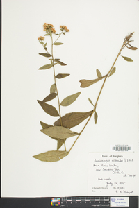 Sericocarpus asteroides image