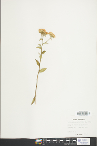 Sericocarpus asteroides image