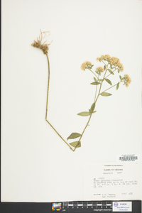 Sericocarpus asteroides image