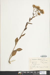 Sericocarpus asteroides image