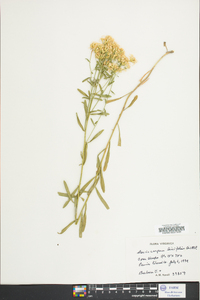 Sericocarpus linifolius image