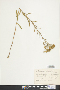 Sericocarpus linifolius image