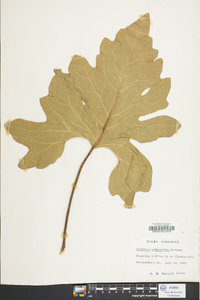 Silphium compositum image