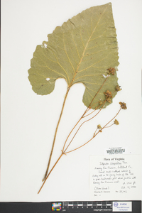 Silphium compositum image