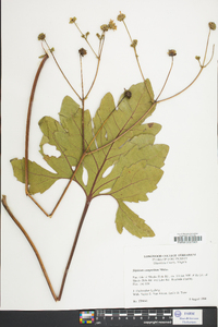 Silphium compositum image