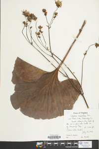 Silphium compositum image