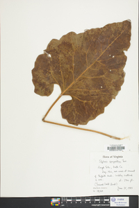 Silphium compositum image