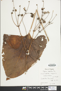 Silphium compositum image