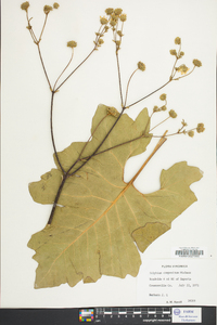 Silphium compositum image