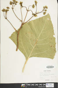 Silphium compositum image