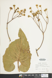 Silphium compositum image