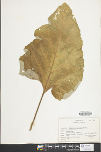 Silphium compositum image