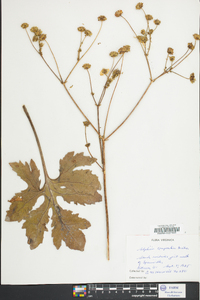 Silphium compositum image