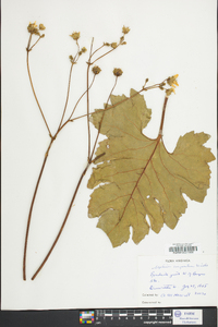 Silphium compositum image