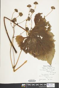 Silphium compositum image