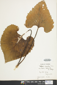 Silphium compositum image