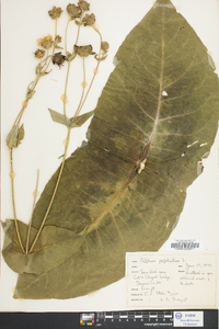 Silphium perfoliatum image