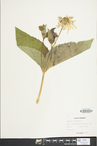 Silphium perfoliatum image