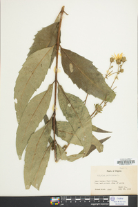 Silphium perfoliatum image