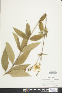 Silphium asteriscus image