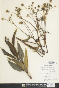 Silphium asteriscus image