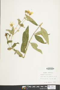 Silphium asteriscus var. trifoliatum image