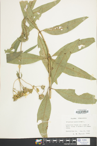 Silphium asteriscus image