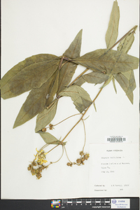 Silphium asteriscus var. trifoliatum image