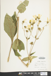 Silphium asteriscus var. trifoliatum image