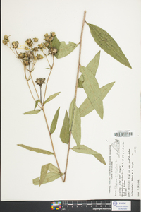 Silphium asteriscus var. trifoliatum image