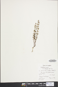 Scutellaria parvula var. leonardii image