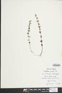 Scutellaria parvula image