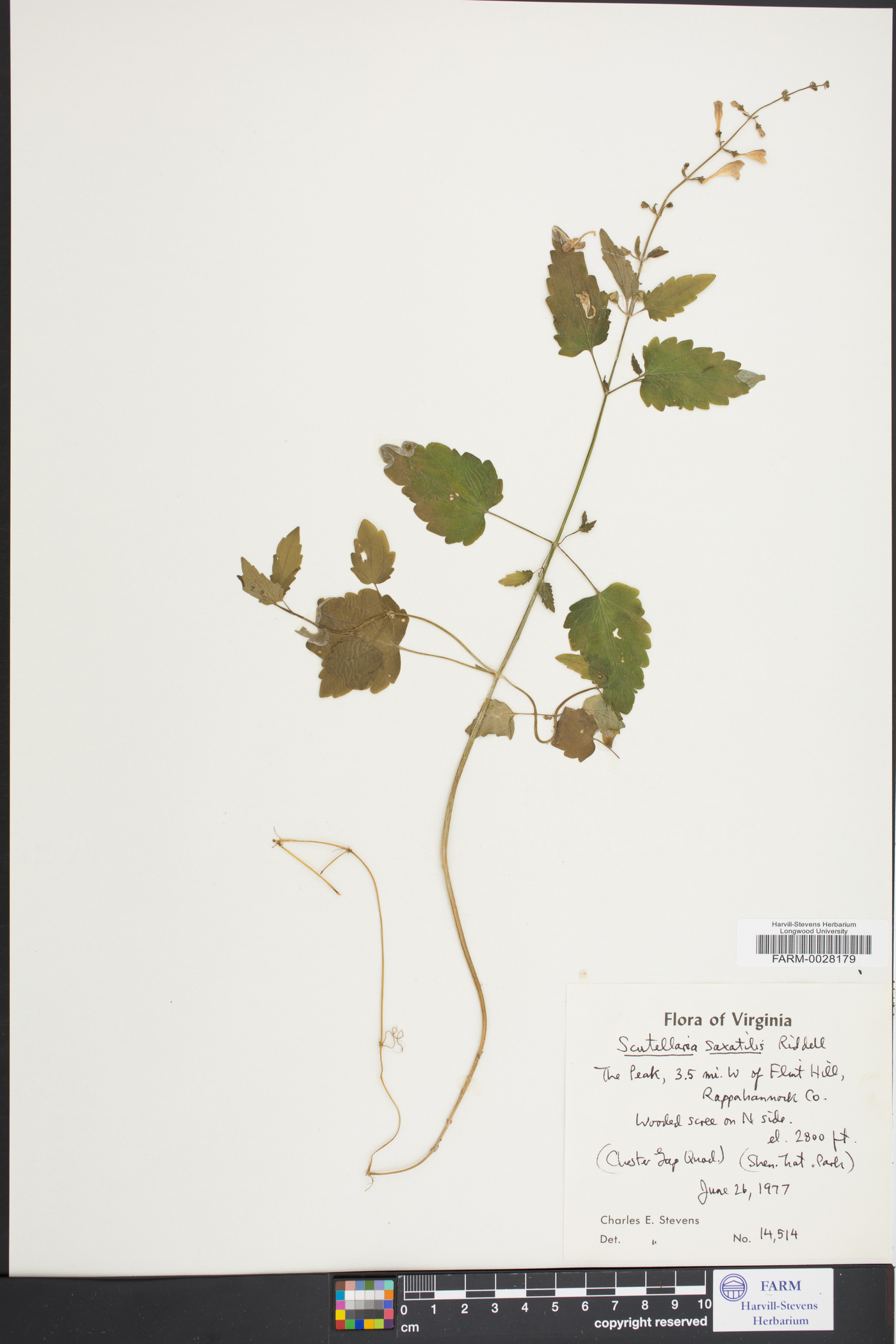 Scutellaria saxatilis image