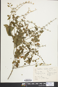 Scutellaria saxatilis image