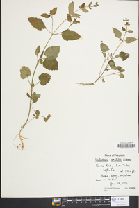 Scutellaria saxatilis image