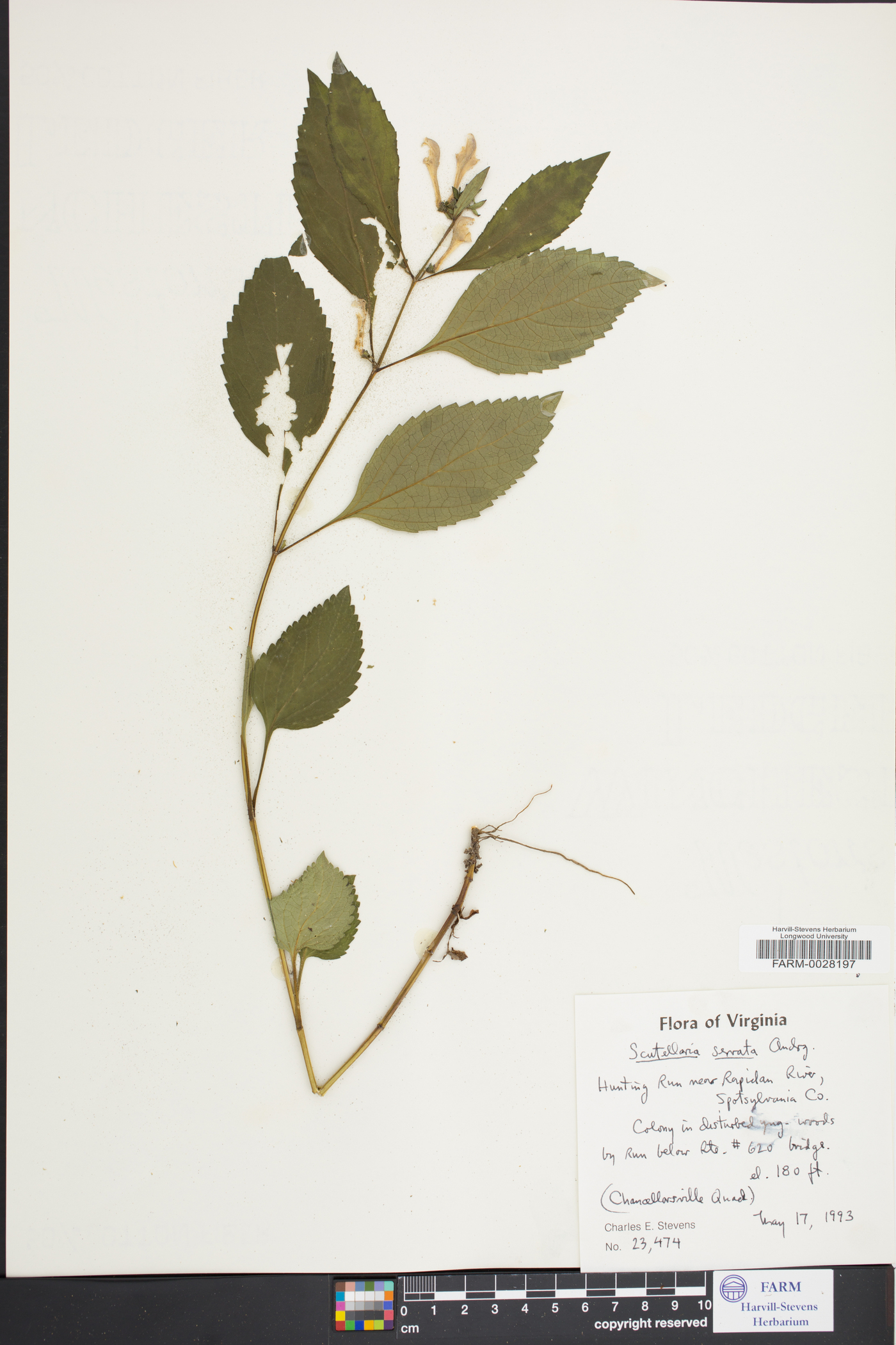 Scutellaria serrata image