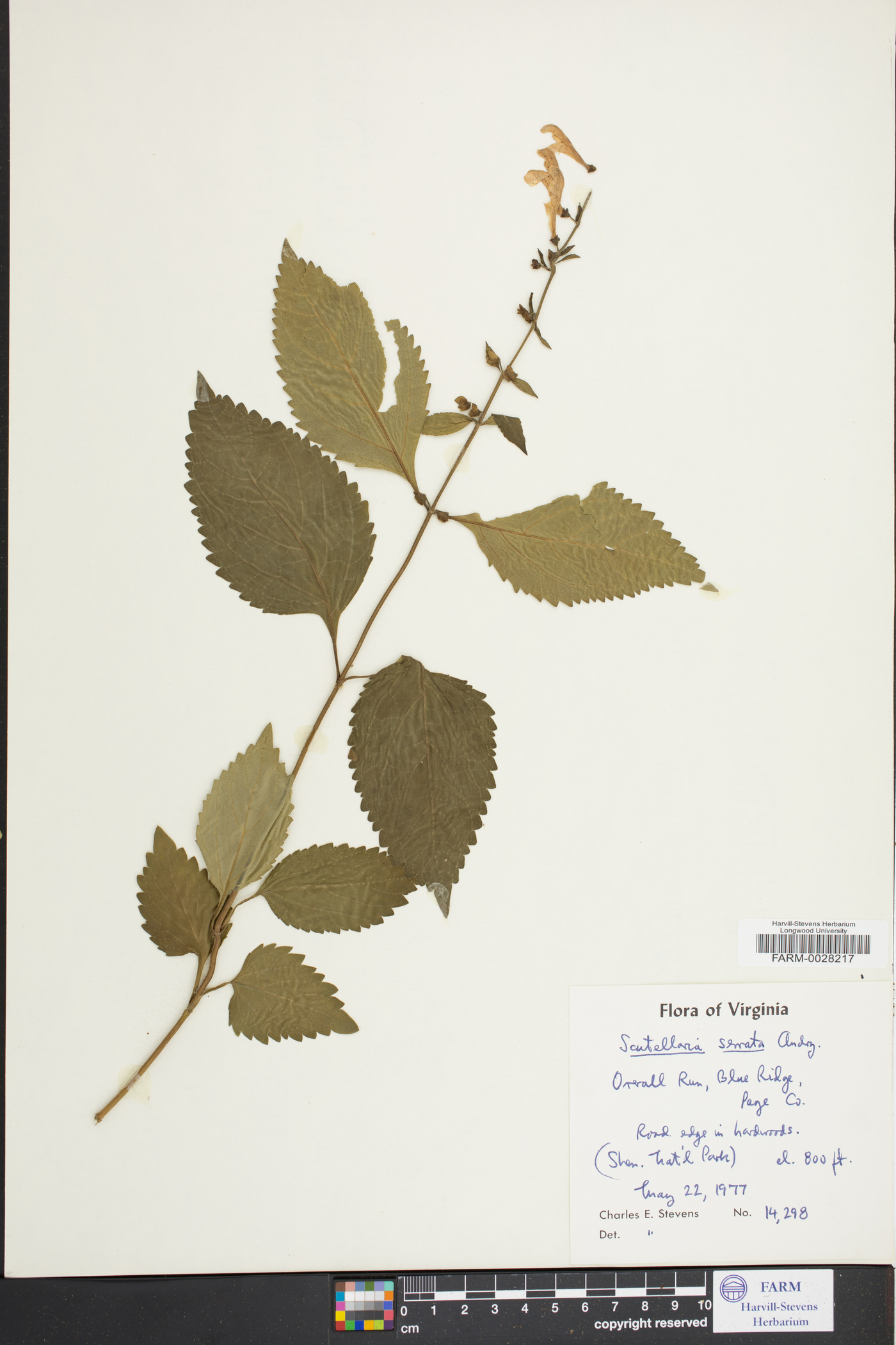 Scutellaria serrata image
