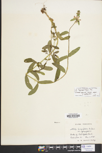 Stachys hyssopifolia image