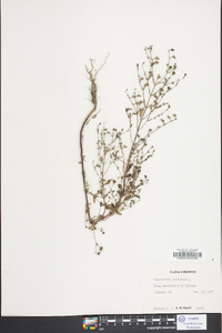Trichostema dichotomum image
