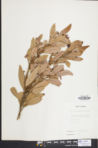 Persea borbonia image