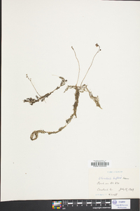 Utricularia gibba image