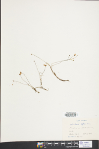 Utricularia gibba image