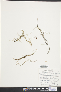 Utricularia gibba image