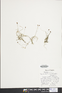 Utricularia gibba image