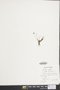 Utricularia gibba image