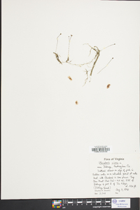 Utricularia gibba image