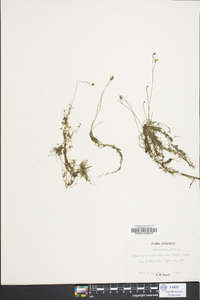 Utricularia gibba image