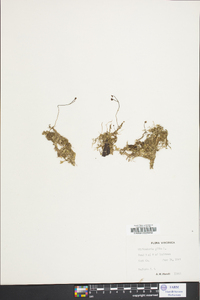 Utricularia gibba image