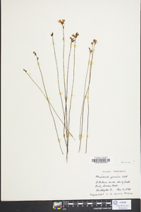 Utricularia juncea image